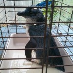 Injured penguin found on Revell Street, nursed back to health by Sonya Hughes and released 21 Aug 13