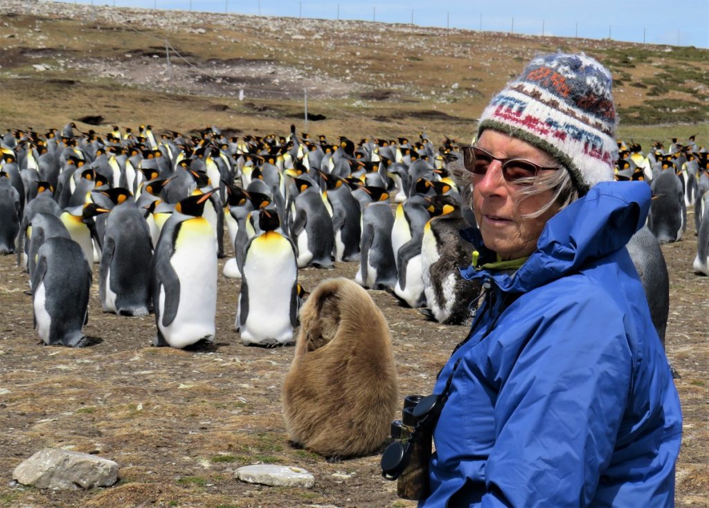 Kerry-Jayne Wilson, Falkland islands Dec 2018 King penguins and chick c r