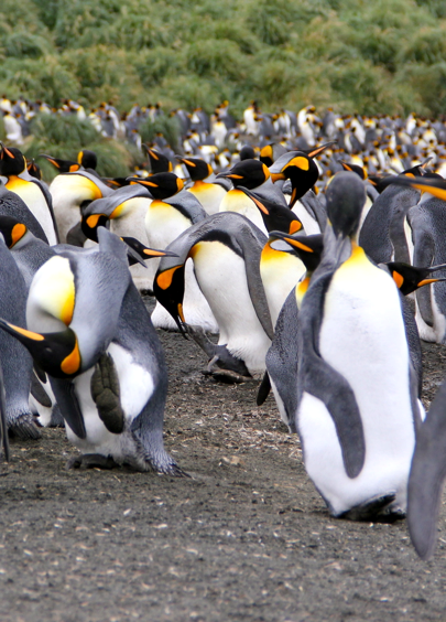 King penguin feeding chick, Helen Armstrong, March 2017