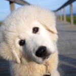 Oddball movie - maremma puppy