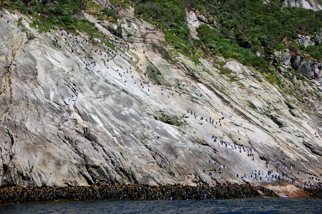 Penguin slide on Snares Island, Helen Armstrong March 2017 r