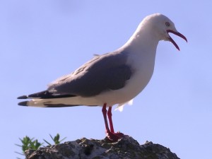 Red billed gull Taumaka Open Bay Islands 2006 Inger c