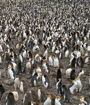 Royal penguin colony with chicks, Helen Armstrong March 2017 r