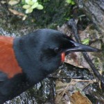 SI saddleback med res c Kerry-Jayne Nov 2015