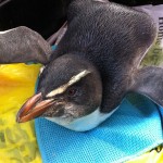 Skinny tawaki 3 July 2016