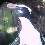 Snip from video - tawaki JH03 Sept 15