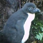 Snip from video - tawaki chick JH03 Sept 15