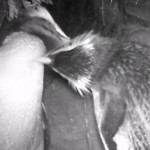 Snip from video - tawaki grooming JH03 Sept 15