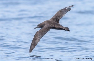 Sooty Shearwater, borrowed from nzbirdsonline, photo by Matthias Dehling