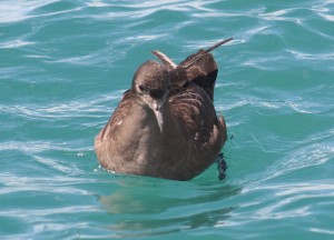 Sooty shearwater (Photo: Kerry-Jayne Wilson)