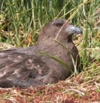 Subantarctic skua nesting on Ewing Island 2013-14 AAE - KJ Wilson