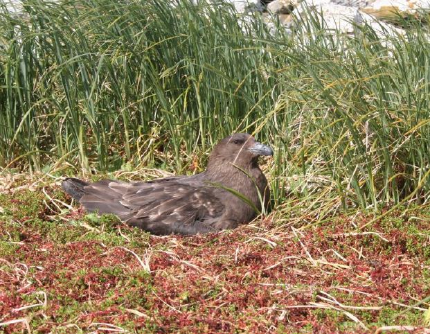 Subantarctic skua nesting on Ewing Island 2013-14 AAE - KJ Wilson