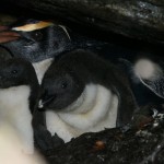 Tawaki with two chicks Milford Oct 2017 Kerry-Jayne Wilson r