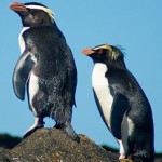The Tawaki Project pair of fiordland crested penguins c