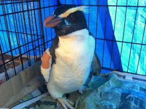 Wedgy - injured tawaki July 2016