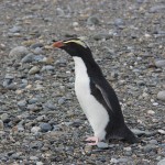 Wellington Zoo Tawaki Release - Poppy, Arahura 16 Nov 2015