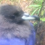 Westland petrel chick during banding Nov 2017