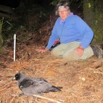 Westland petrel field work Kerry-Jane Wilson 27 March 2015
