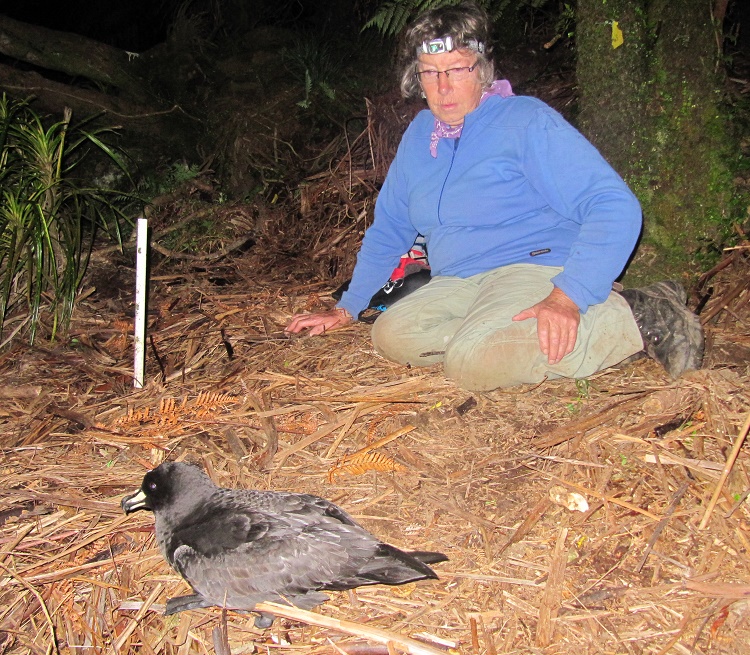 Kerry-Jayne Wilson and a Westland petrel