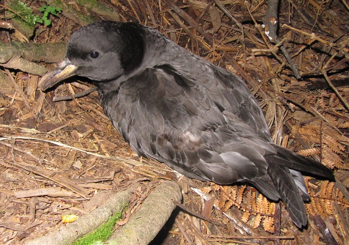 Westland petrel (photo: Kerry-Jayne Wilson)