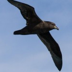 Westland petrel, nzbirdsonline, Patrick Shortley c