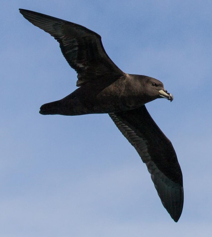 Westland petrel (borrowd from nzbirdsonline, photographer: Patrick Shortley)