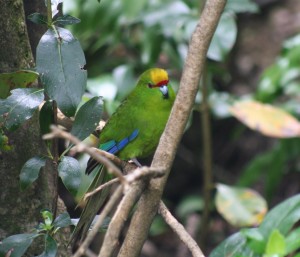 Yellow crowned parakeet, Motuara Island, Nov 2015, Kerry-Jayne Wilson