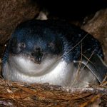 blue penguin on nest
