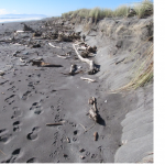 dune erosion and penguin footprints July 2013 Hokitika