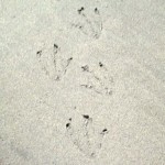 Look for penguin prints like these on your beach