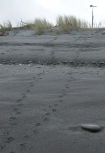 Penguin tracks north of Hokitika