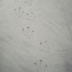 Blue Penguin footprints