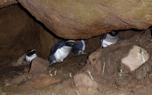 four tawaki in cave