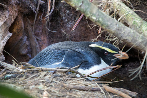 Female tawaki sitting on eggs Jackson Head - Photo Thomas Mattern The Tawaki Project