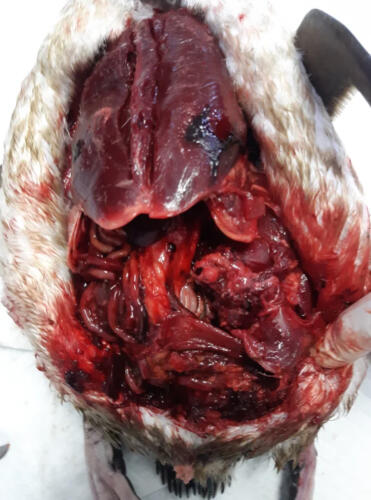 5 Head of thigh bone visible, pelvis was shattered