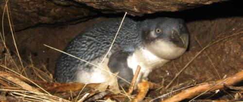 Blue penguin on nest, Jasmine, West Coast