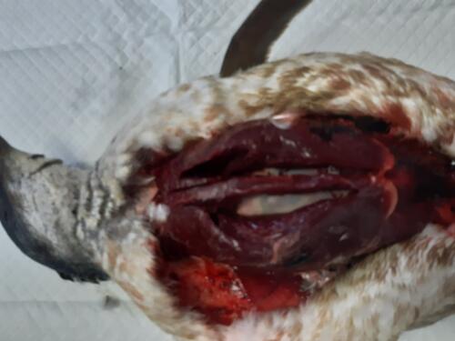 4 Thick muscle layer on breast bone