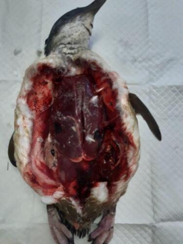 2 First incisions - no fat under the skin, bleedings visible under the skin, more on penguin's left side