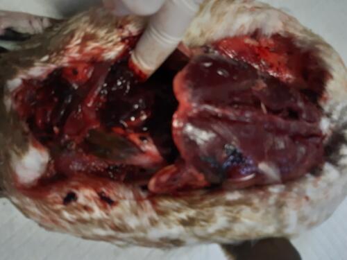 3 Large amount of blood free in abdomen