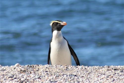 Fiordland Crested penguin KJW 3-2
