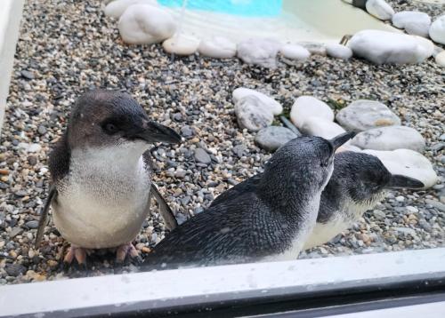 three-of-the-little-penguins-getting-to-know-one-another