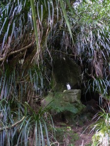tawaki in typical habitat - kiekie and cave