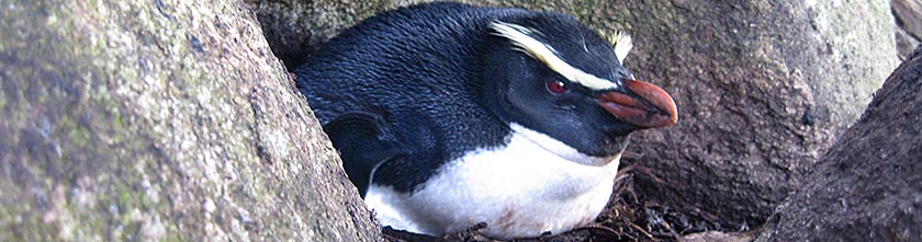 The Tawaki Project - Fiordland crested penguin incubating eggs
