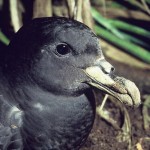Westland petrel. Photo: Rod Morris